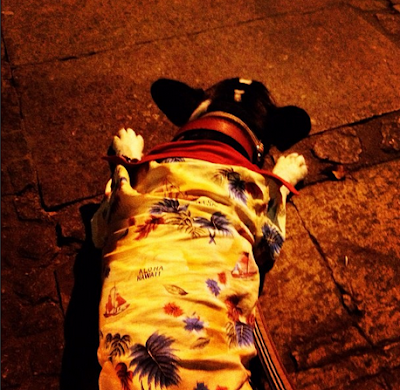 Búzios viagem com cachorro restaurante pet friendly rua das pedras Lorenzo Búzios viagem com cachorro restaurante pet friendly rua das pedras Lorenzo