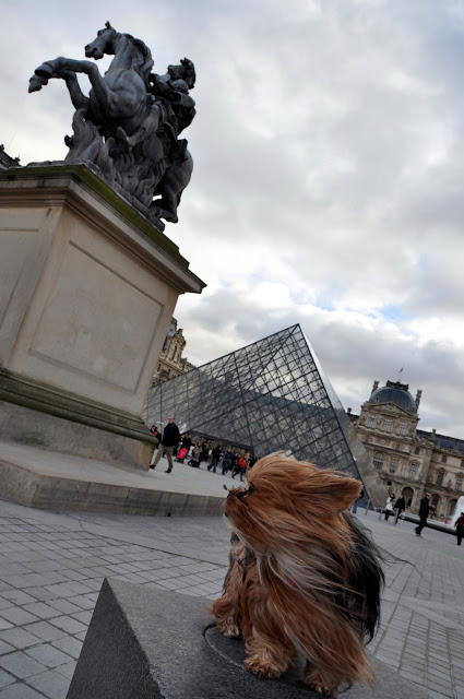 viagem com cachorro viagem pet friendly mudar com cachorro para europa