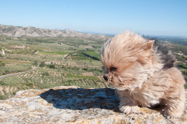 viagem com cachorro viagem pet friendly mudar com cachorro para europa