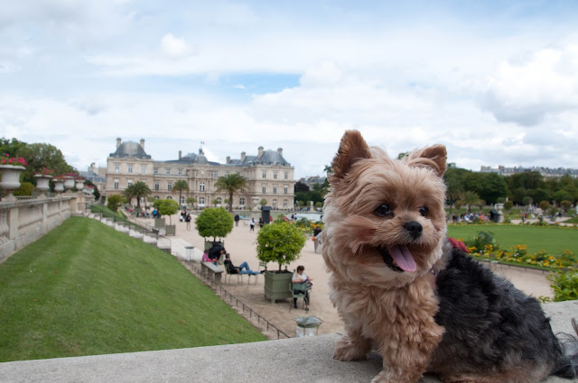 viagem com cachorro viagem pet friendly mudar com cachorro para europa