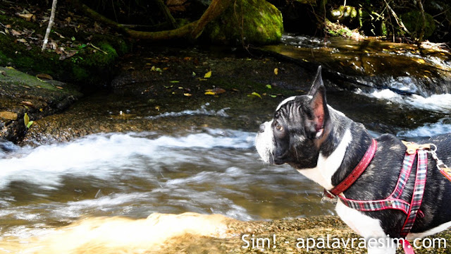 como escolher hotel com cachorro hotel pet friendly dicas viagem com cachorro viagem pet friendly