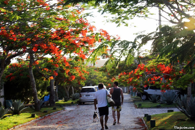 Búzios viagem com cachorro pet friendly praia ferradura