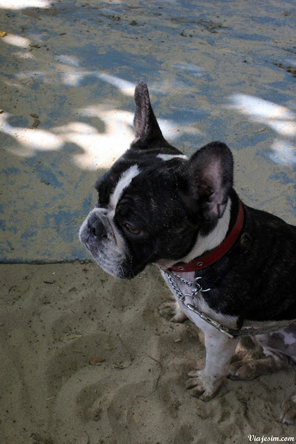 Búzios viagem com cachorro pet friendly praia ferradura