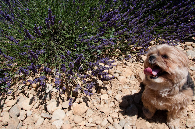 viagem com cachorro viagem pet friendly mudar com cachorro para europa
