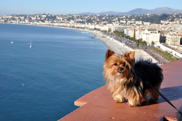 viagem com cachorro viagem pet friendly mudar com cachorro para europa