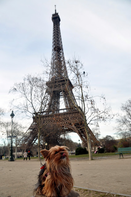 viagem com cachorro viagem pet friendly mudar com cachorro para europa