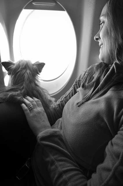 viagem com cachorro viagem pet friendly mudar com cachorro para europa