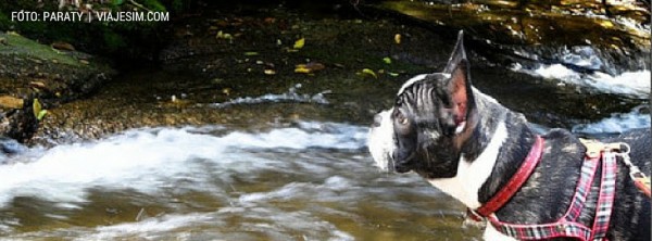viagem com cachorro viagem com cachorro