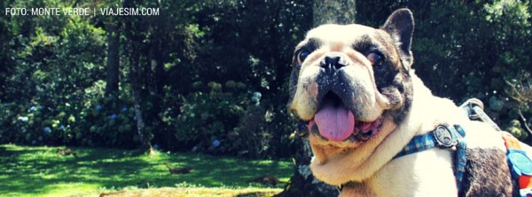 viagem com cachorro viagem com cachorro