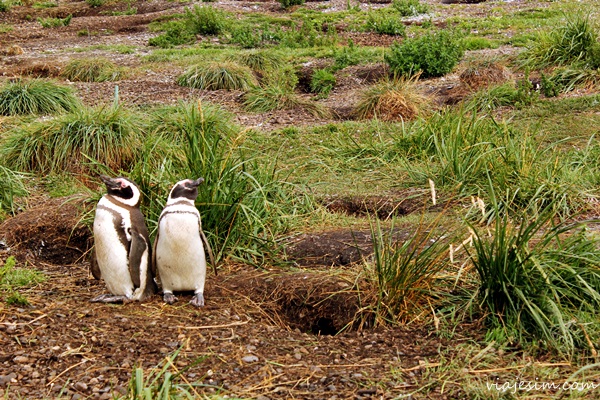 Viagem argentina Ushuaia como ir onde ficar onde comer o que fazer683
