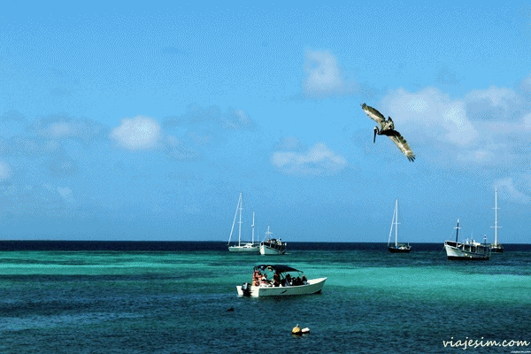 O mergulho do pelicano em Los Roques O mergulho do pelicano em Los Roques